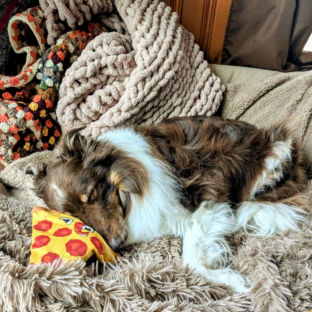 Fife, red-tri border collie, and his pizza toy snoozing on a fuzzy brown blanket on the couch.