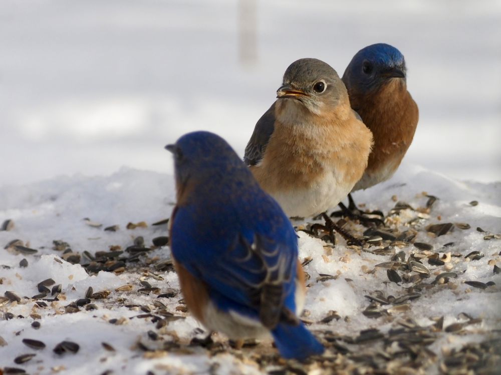 Eastern Bluebirds (f-center, m-right & left)