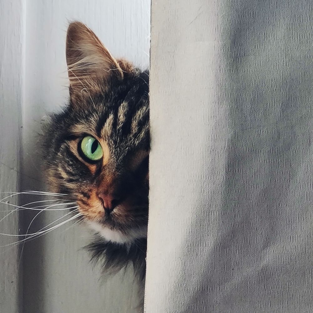A tabby cats face peeps out from behind a white window blind, which takes up half the image vertically.The cat's stare is intense.