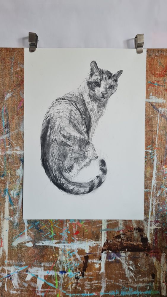 Photo of a paint spattered wooden drawing board with a charcoal drawing of a seated cat. It is looking back at the viewer. The drawing is on A3 sized white cartridge paper. The artist is Julia Laing. 