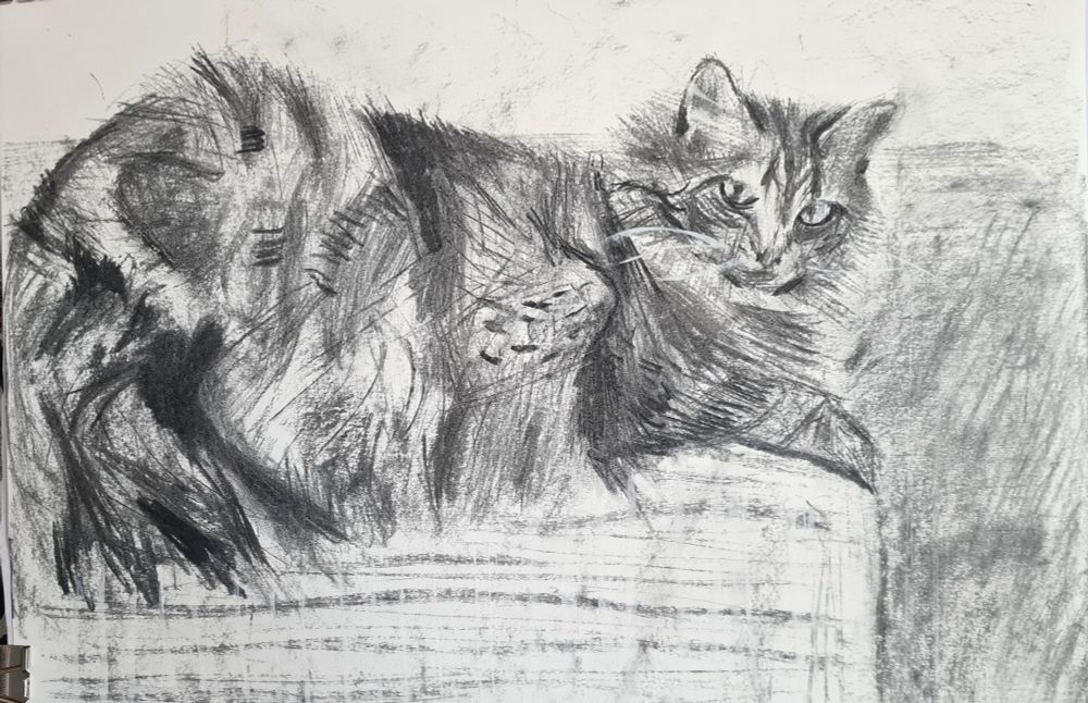 Charcoal drawing of a seated cat by Julia Laing.