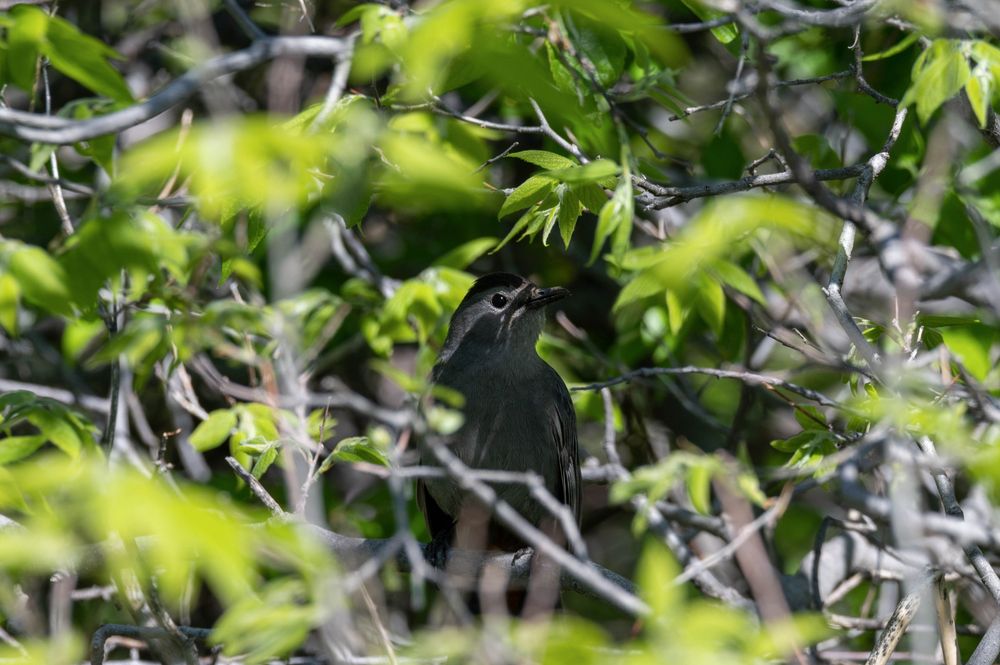 A gray catbird looking skeptical.