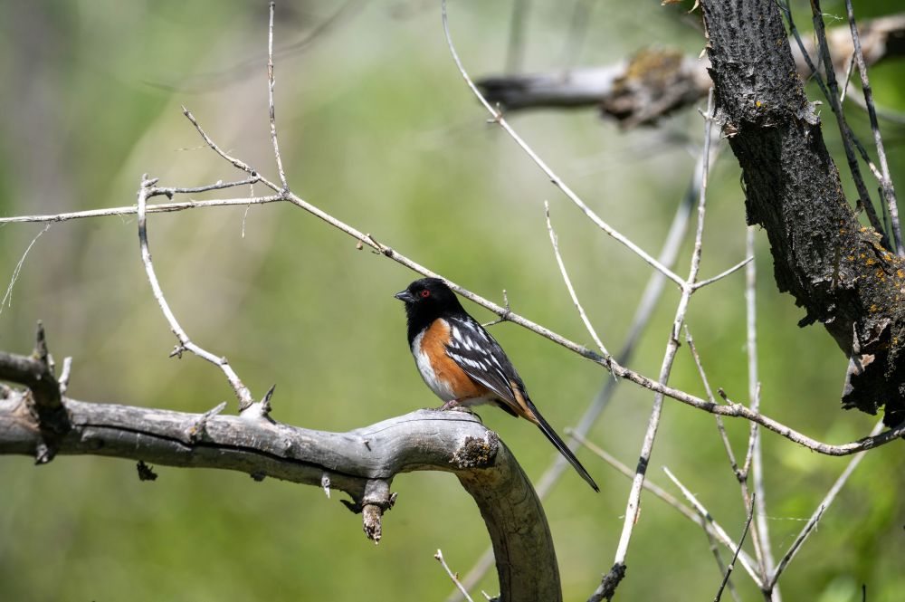 A spotted towhee looking skeptical.
