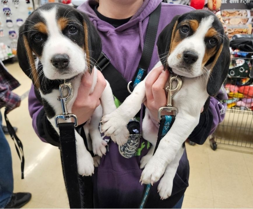 Two almost identical hound puppies