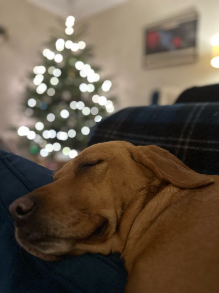 Labrador dog asleep in front of a Christmas tree