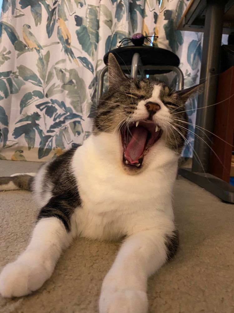 a brown and white tabby cat laying down and yawning on a carpet in front of a blue-green and white leaf-patterned curtain