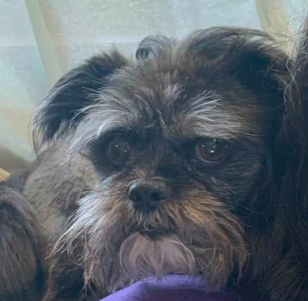 A little black dog with concerned eyes. His name is Grizzly Bear.