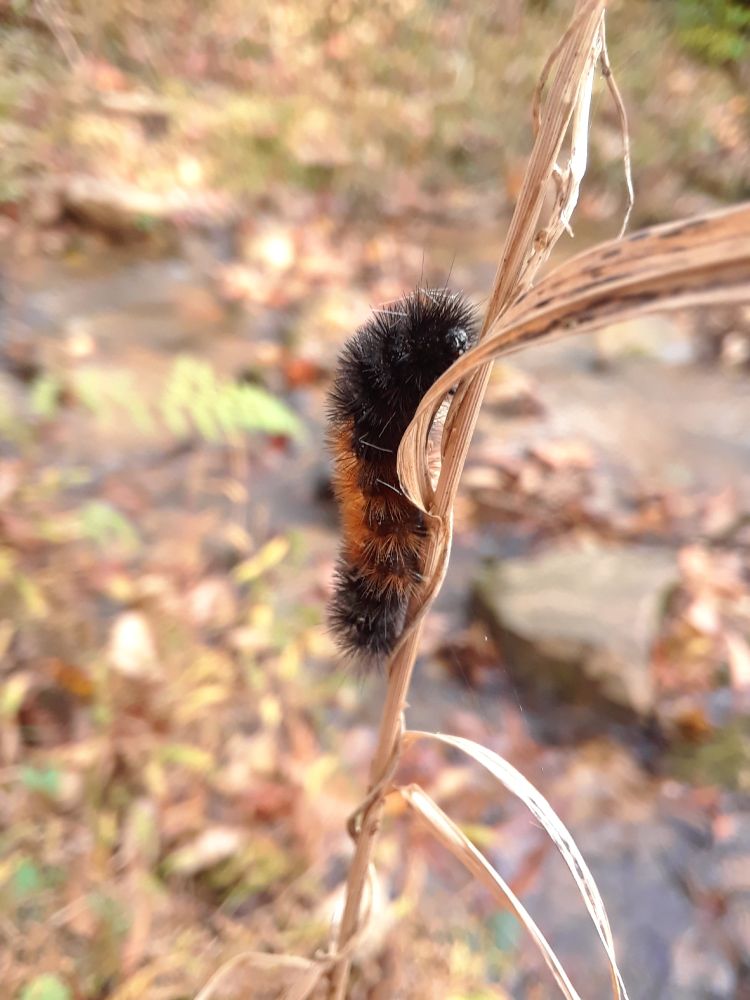 A fluffy caterpillar climbing a brown stalk of grass. The caterpillar is black with a rusty brown band in the middle. 

Sime say the band thickness can predict the severity of the coming winter. In truth the hairs might say more about the previous winter and spring.