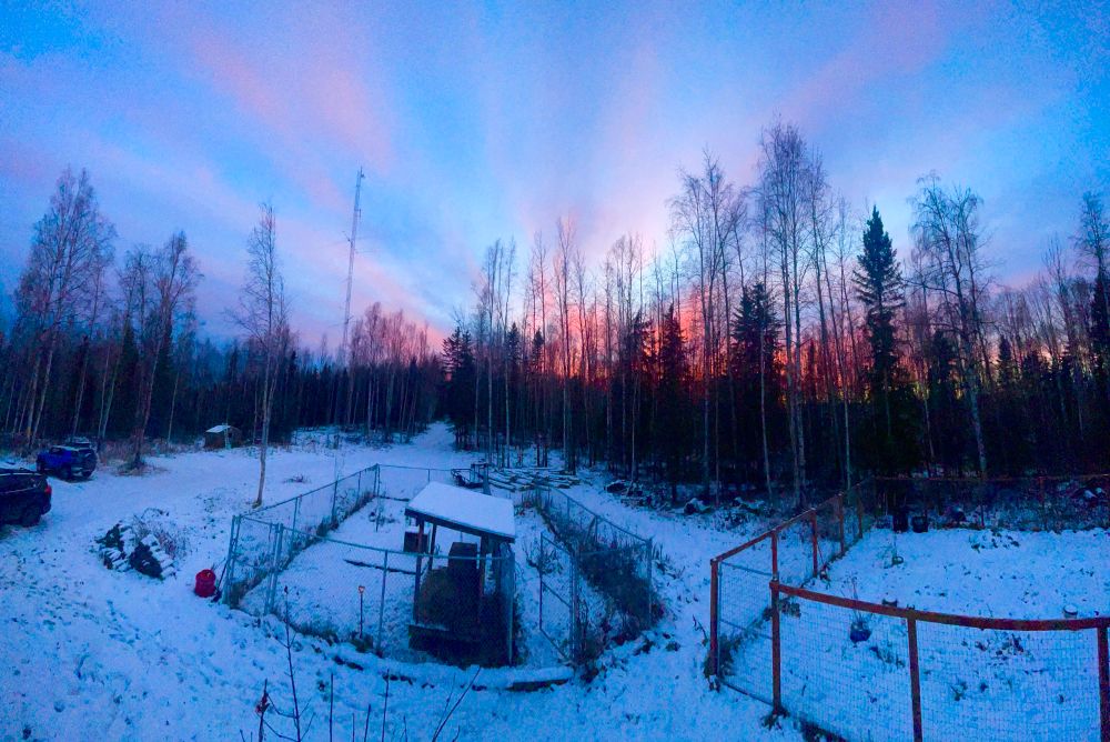 Red backlit birch and spruce trees in silhouette against an azure sky penetrated with radiant clouds. 