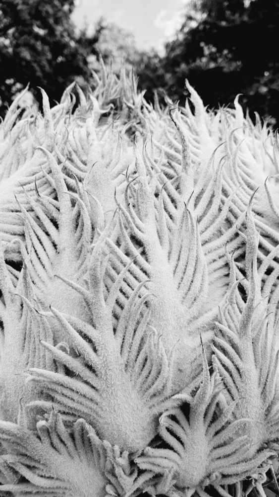 Photo d'un haut de palmier coupé dont les nouvelles feuilles toutes récentes sont duveuteuses et blanches, avec un aspect animal 