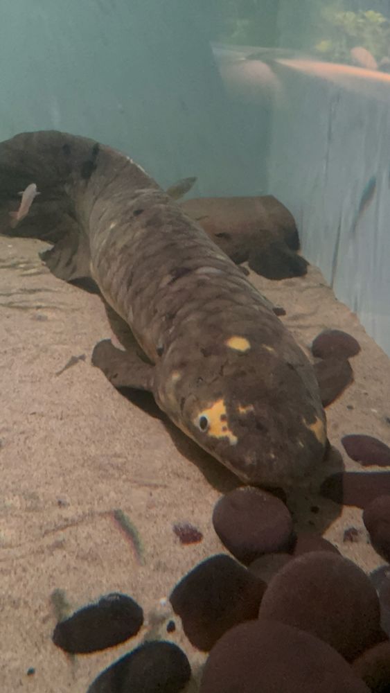 Methuselah, the Australian lungfish