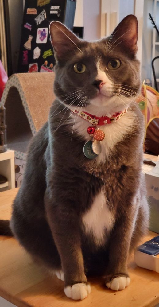 Locke, a grey and white tuxedo cat, sits perfectly on top of a table and shows off his brand new cream and red colored burger collar (complete with burger shaped charm). Also he is smiling as best as a cat can and he is the perfect little hamburger gentleman 🥹❤️