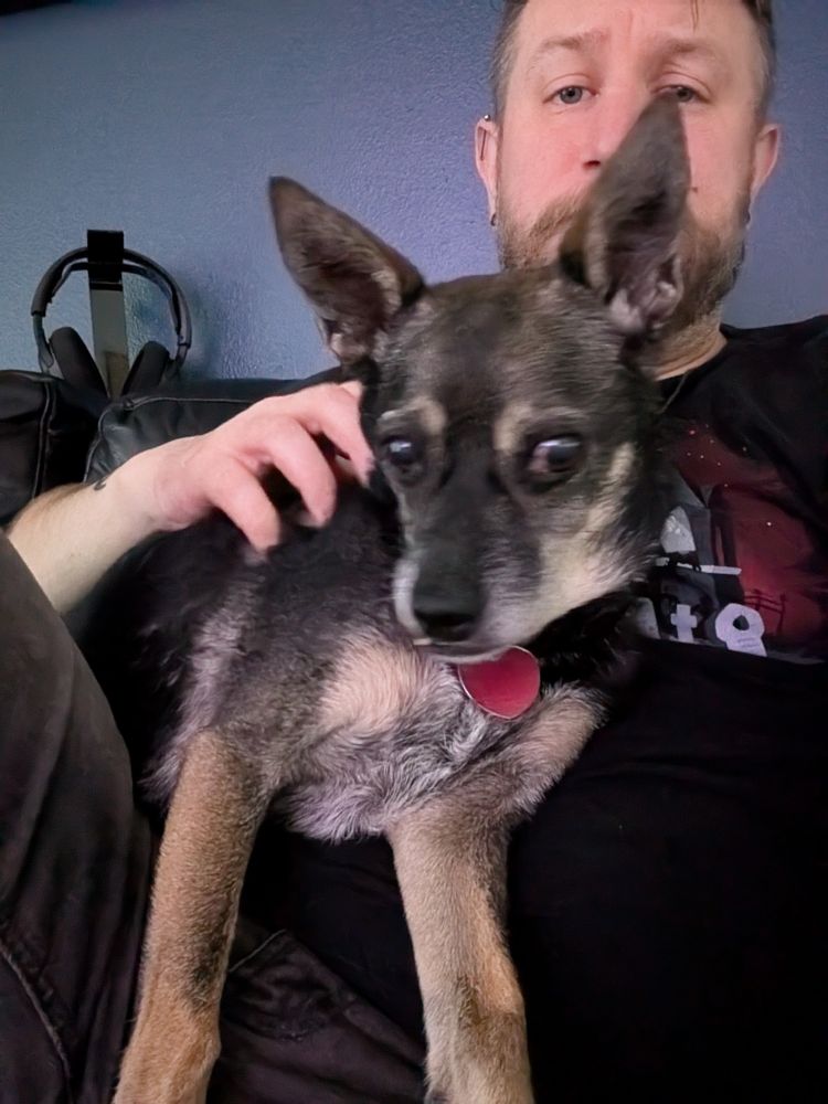 Black Chihuahua fully throwing himself into my lap so I have to pay attention to him