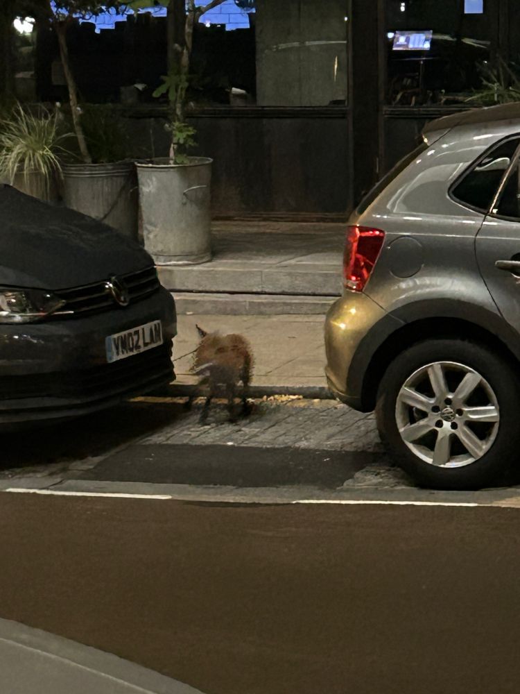 Fox walking on London streets