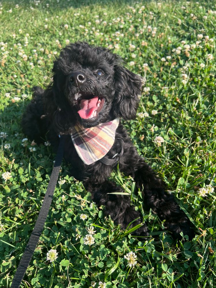 Picture of Bruiser, hamon’s black toy poodle wearing a brown plaid bandana and laying down in a field of grass and covers. He is looking up and smiling with his tongue out