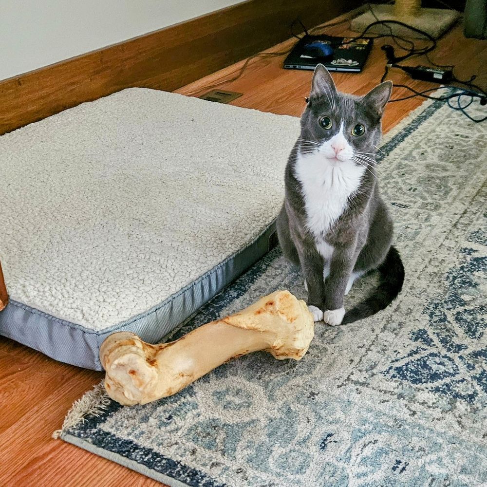Just a cat sitting next to a dog bone almost as large as the cat.
