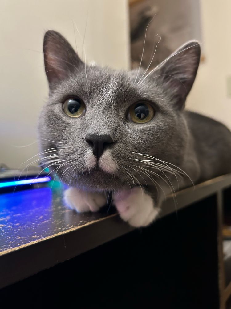 Steele, a gray tuxedo cat with a white mustache, looks at the camera