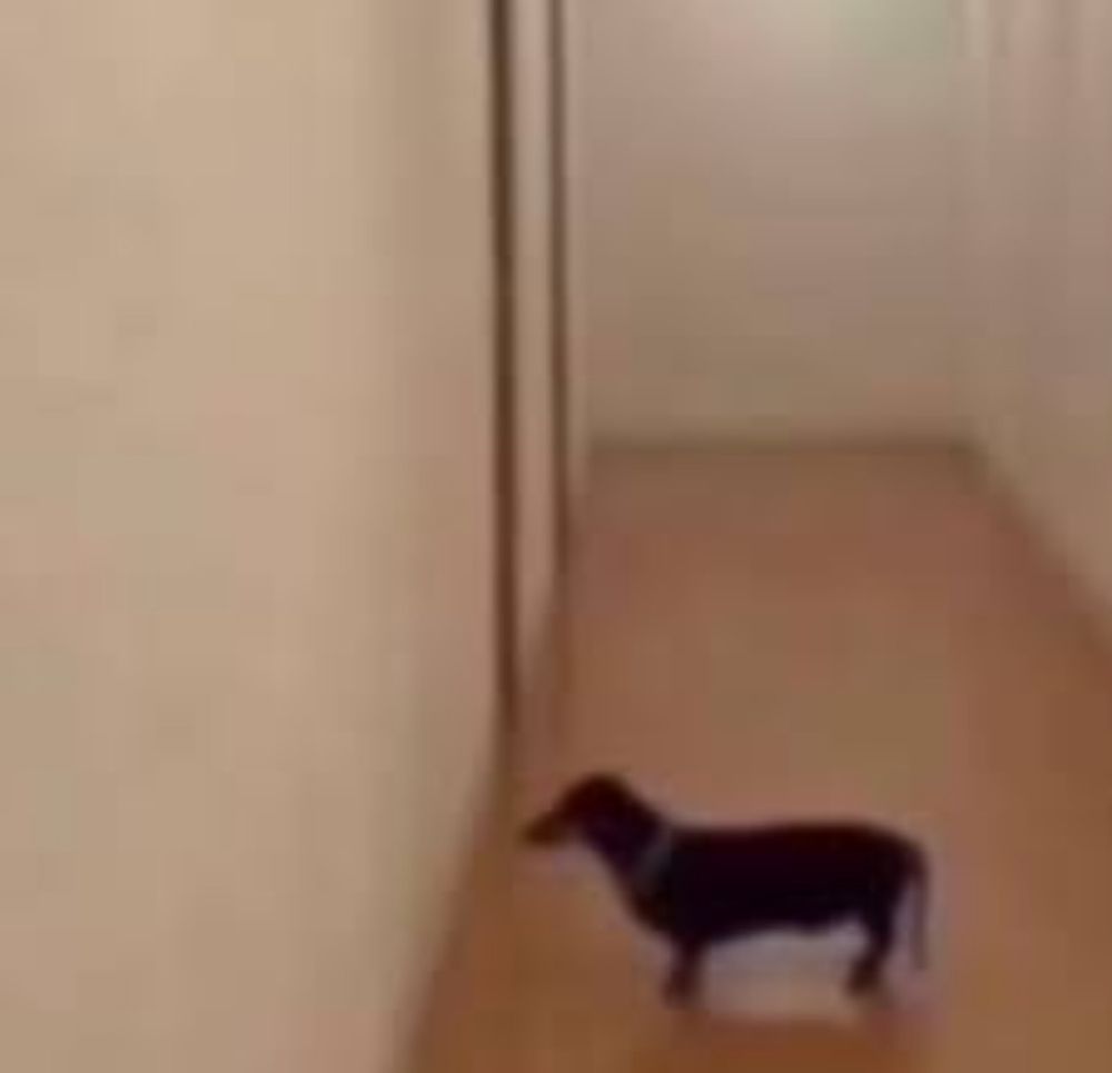 dog staring at a wall