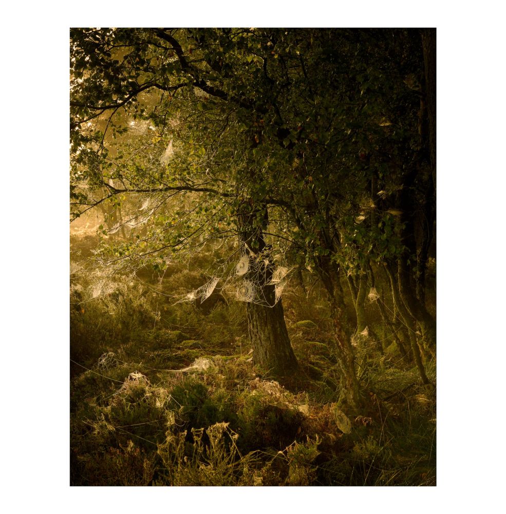 An intimate woodland scene, with summer greens starting to fade into faint autumn colours. Soft morning light catches dew delicately settled on many hanging webs. 