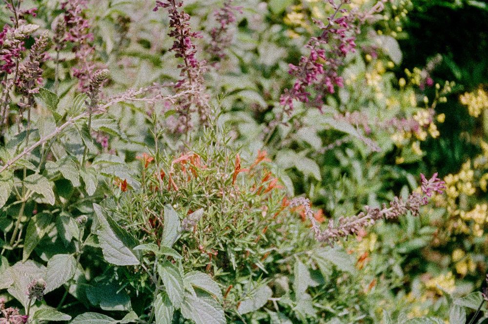 Close up of some flowers.