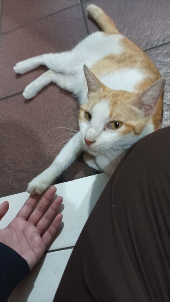 Goober placing his paw on my finger and looking at me (with the claws i might add) :P
