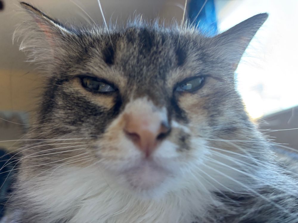 my cat freya half asleep (on top of my chest)