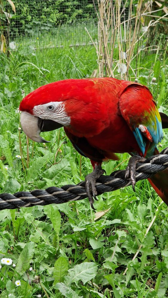 Ein hellroter Ara sitzt auf einem schwarzen Seil. Der Hintergrund ist eine saftig grüne Wiese aus Löwenzahn und Gänseblümchen. 