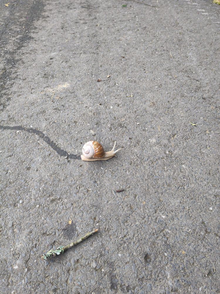 Sur un chemin, un immense escargot en train de tracer sa route en laissant derrière lui une jolie trace de bave