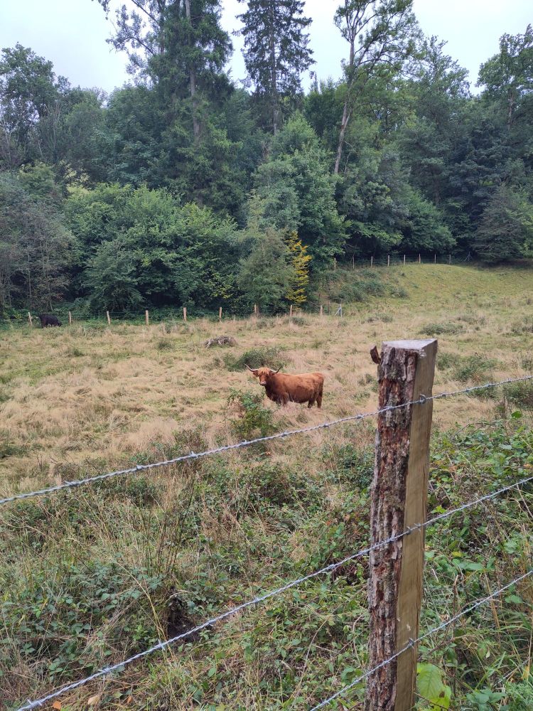 Une vache des Highlands dans un pré 