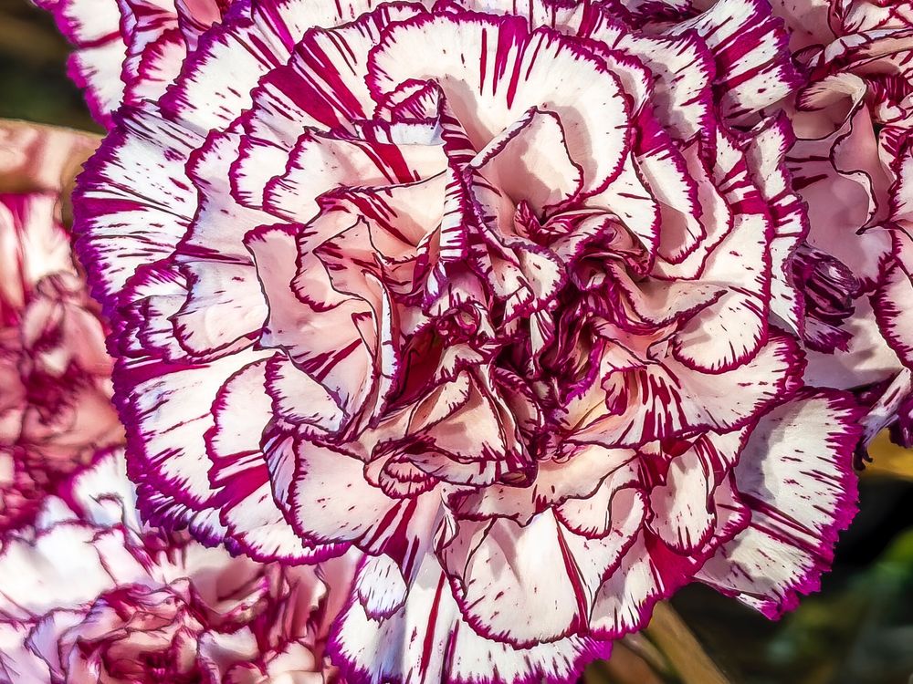 close up photo of a carnation.  Pink/purple rimmed petals.