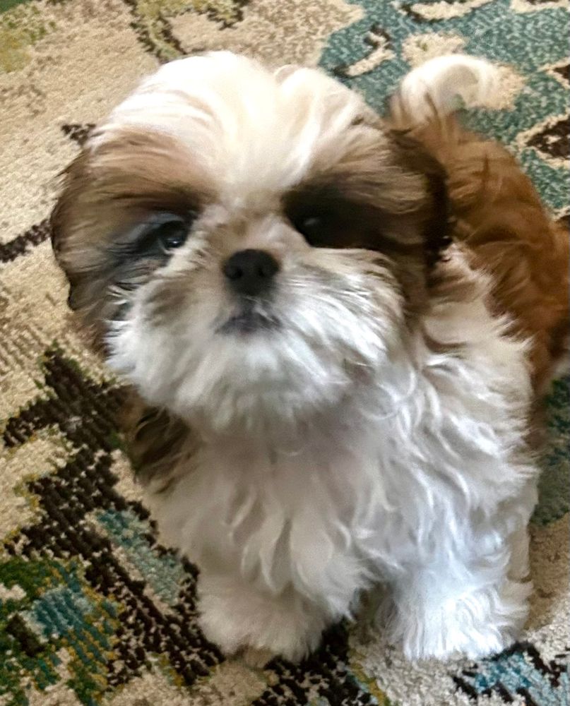 A photo of a red and white Shih Tzu puppy on a print carpet. 