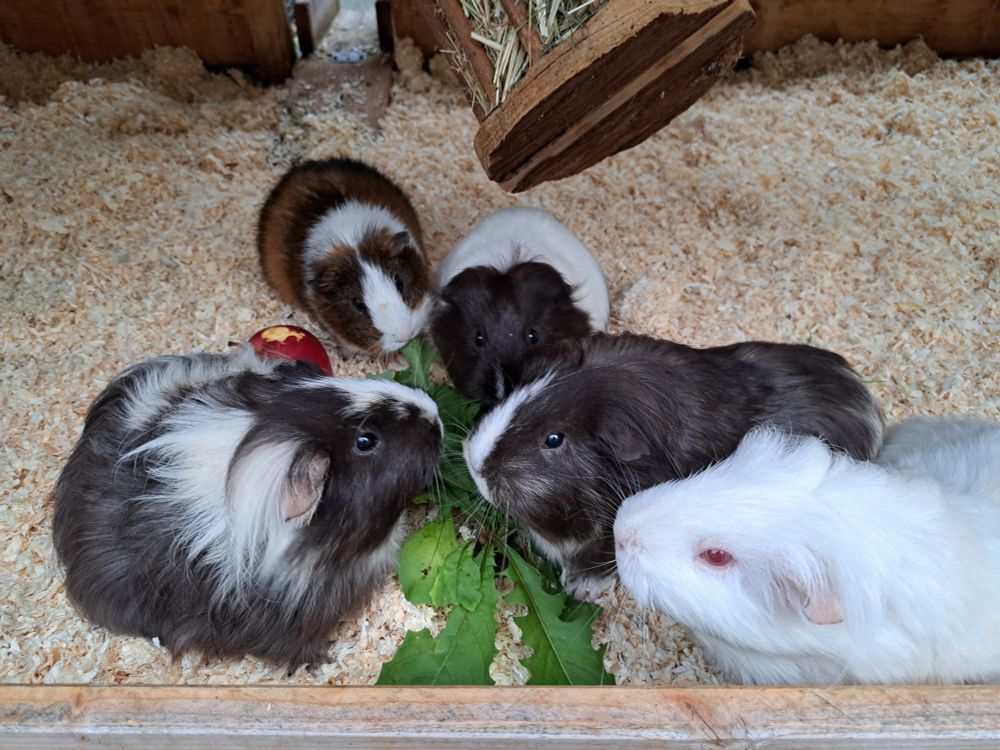 Meerschweinchen, die im sauberen Stall fressen.