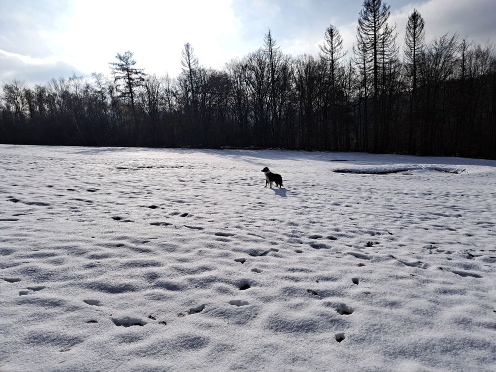 Hund im Schnee, Sonnenschein