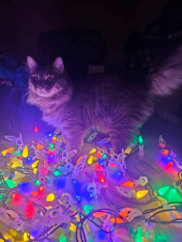 Manecoon cross cat standing in the middle of lit up Christmas lights in the dark
