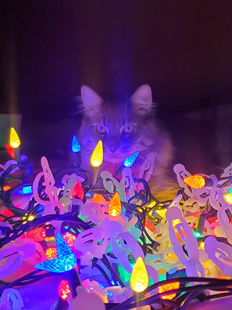 Cat laying in Christmas lights staring at you