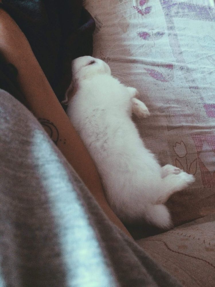 Leia durmiendo pegada a mí en el sofá 