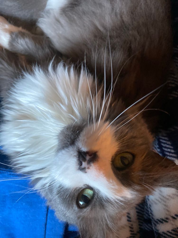 Medium Hair grey and white tuxedo cat with green eyes staring into the camera while upside down.