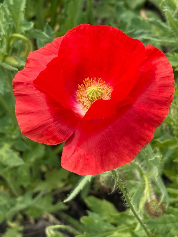 Pure red poppy