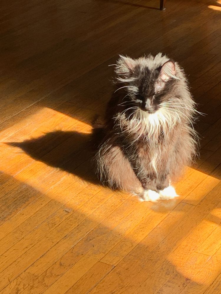 Ragdoll tuxedo cat sitting in a sunspot. 