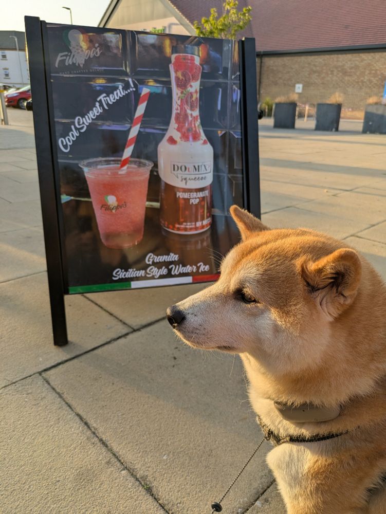 A Shiba Inu stood in front of a sign that says COOL SWEAT TREAT...