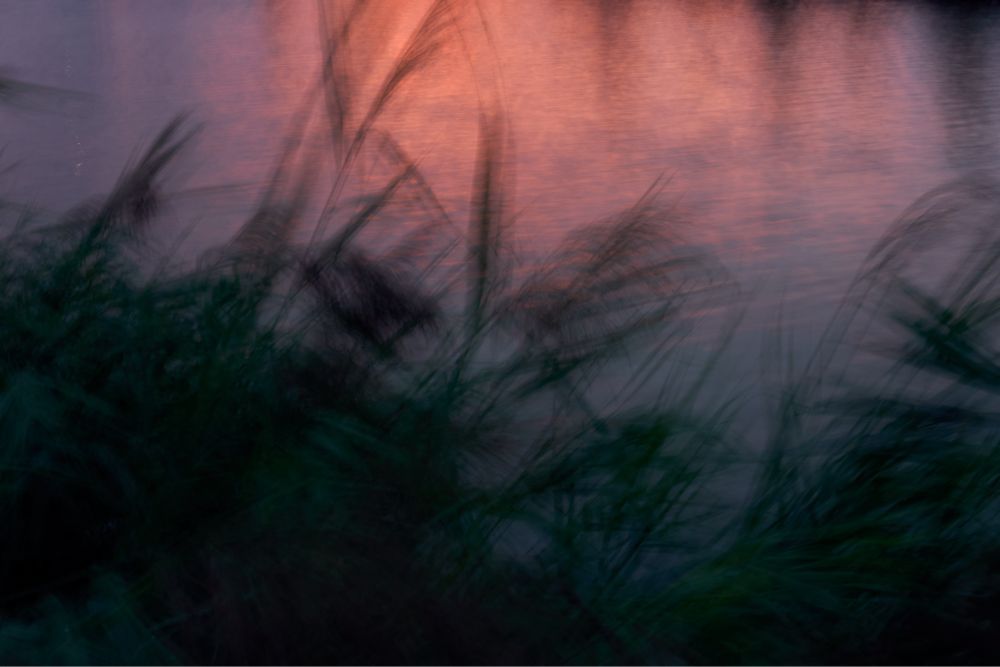 Verschwommene Pflanzen am Ufer, das Wasser reflektiert rötlich.