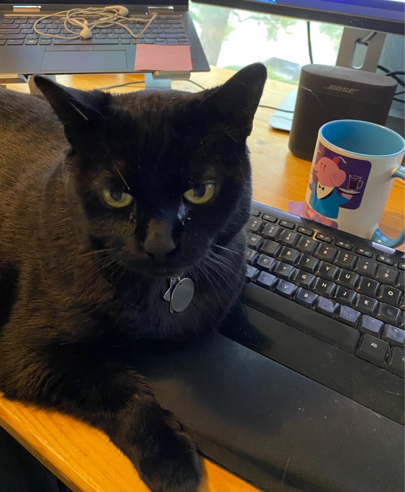 Black cat blocks a computer keyboard with an apparently angry expression.