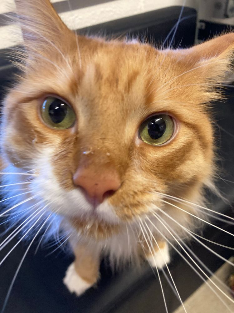 an orange fluffy cat with his face leaning up towards the camera. he has wet food all over his nose, cheeks, and mouth. he kind of looks like a toddler at a birthday party. his green eyes look directly into the lens, a little sleepy looking from the sedatives he took. he also has a little white half mustache and white whiskers that are front and center 