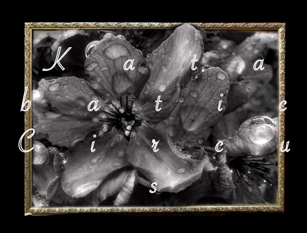 Septia image of magnolia blossom covered in luminous water drops