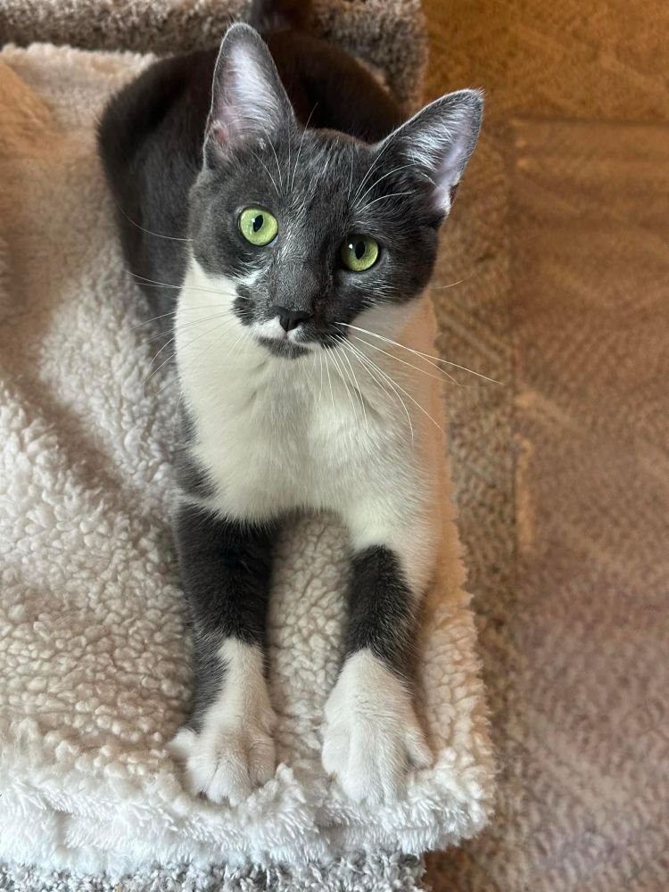 Boop is a gray tuxedo girl and she is a year old formerly feral rescue so she’s very shy. I’ve nicknamed her MC because “can’t touch this”. 