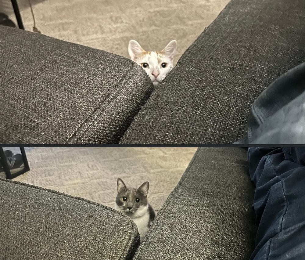 Two cats on two different days wanting their playtime 