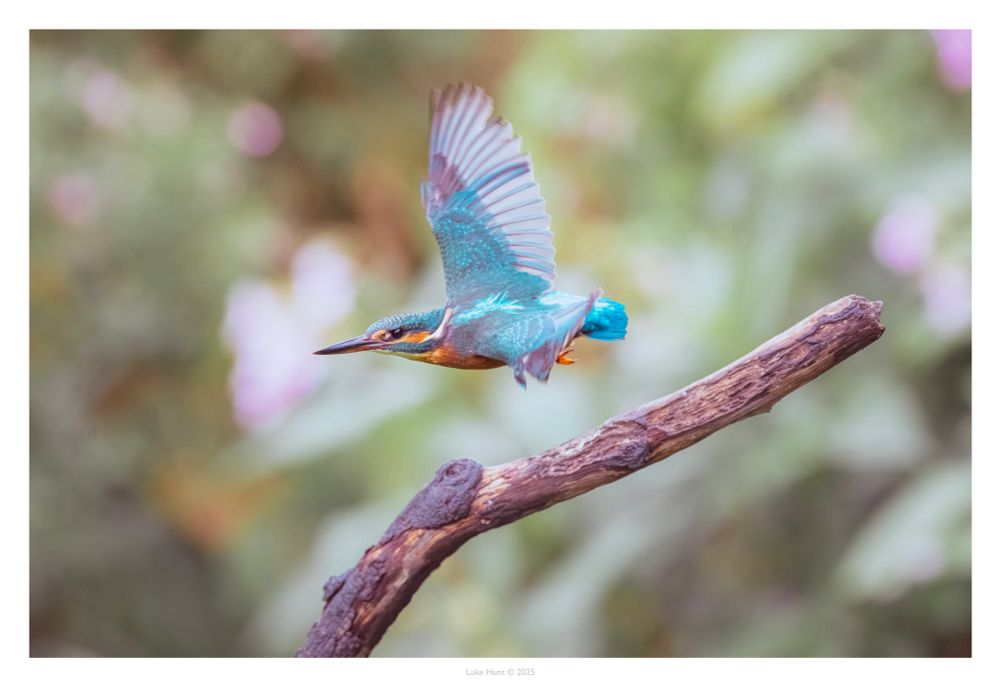 Kingfish taking off from a perch