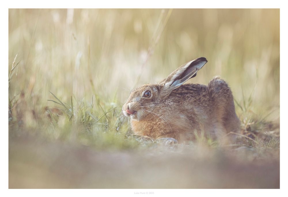 A hare relaxing in the sun in a field and licking its lip