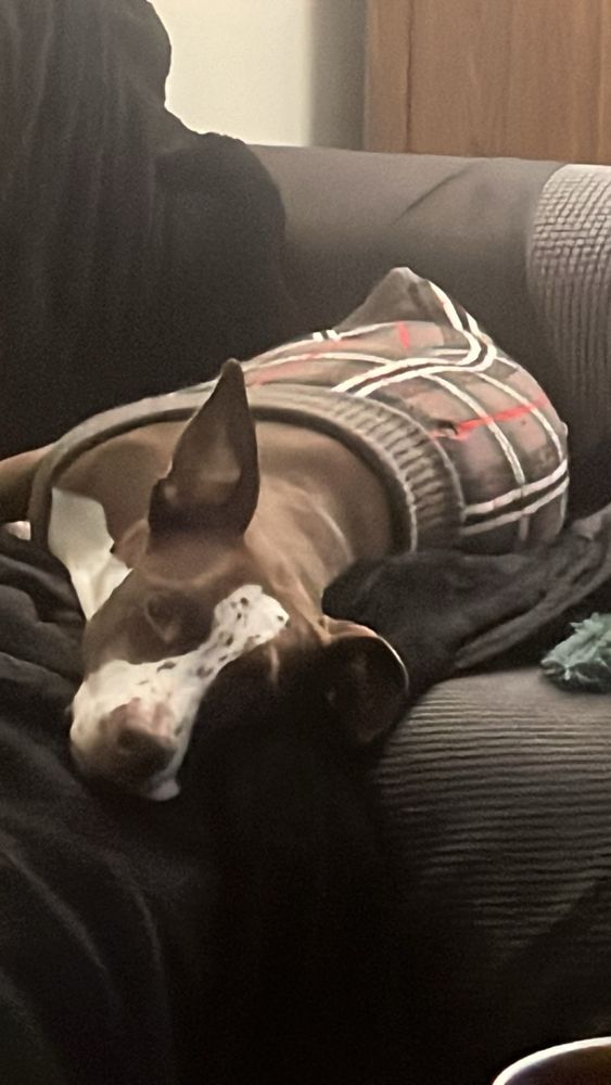 A brown and white house elf wearing a plaid sweater and looking at the camera.  