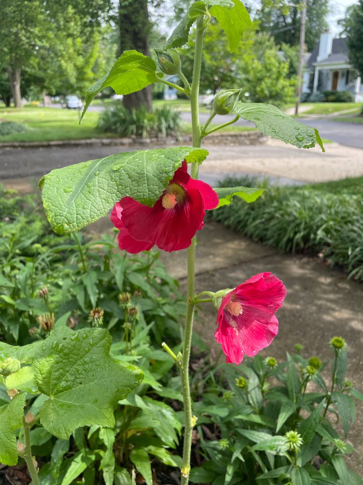 hollyhock in bloom in our front yard, ahead of some cone flowers that are still in buds 